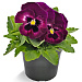 Big pack Виола виттрока (Viola wittrockiana) Inspire® DeluXXe Rose Velour 30 шт