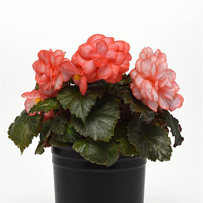 Бегония клубневая (Begonia tuberosa) On Top Fandango, 3 драже