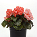 Бегония клубневая (Begonia tuberosa) On Top Fandango, 3 драже