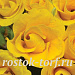 Примула (Primula Acaulis) Primlet ® Golden Shades, 5 семян