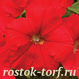 Петуния мелкоцветковая (Petunia milliflora) Picobella Red, 5 драже