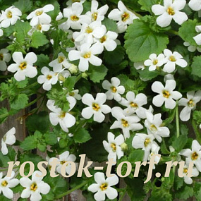 Бакопа сердцелистная (Bacopa cordata) Snowtopia®, 3 мультидраже