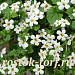 Бакопа сердцелистная (Bacopa cordata) Snowtopia®, 3 мультидраже