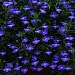 Big pack Лобелия еринус ампельная (Lobelia erinus) Regatta Midnight Blue, 50 мультидраже