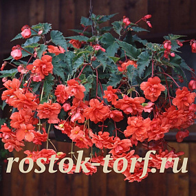 Бегония клубневая каскадная (Begonia tuberosa) Sun Dancer Salmon, 3 драже