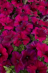 Петуния многоцветковая (Petunia hybrida F1 multiflora) Celebrity Burgundy, 10 драже