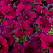 Петуния многоцветковая (Petunia hybrida F1 multiflora) Celebrity Burgundy, 10 драже
