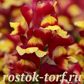Львиный зев (Antirhinum majus F1) Snapshot Red Bicolor, 10 шт