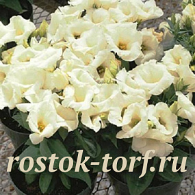 Эустома(Лизиантус) (Eustoma grandiflorum) Florida Silver, 5 драже