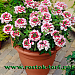 Вербена гибридная(Verbena hybrida) Obsession Twister Red, 5 семян