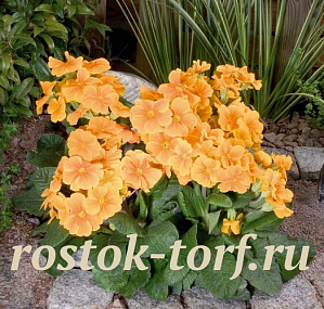 Примула Primula elatior Crescendo® Orange, 5 драже