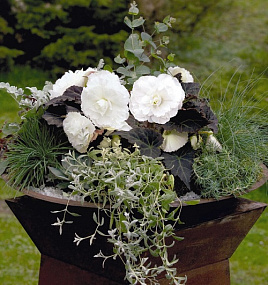 Бегония клубневая (Begonia tuberhybrida) Nonstop Mocca White, 5 драже