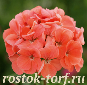 Пеларгония зональная (Pelargonium hortorum F2) Dancer Salmon, 3 шт