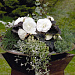 Бегония клубневая (Begonia tuberhybrida) Nonstop Mocca White, 5 драже
