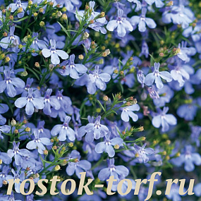 Big pack Лобелия еринус (Lobelia erinus) Riviera Blue Sky, 50 мультидраже