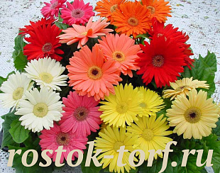 Гербера (Gerbera jamesonii) Mega Revolution MIX, 3 шт обраб. семян