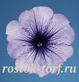 Петуния многоцветковая (Petunia hybrida F1 multiflora) Celebrity Blue Ice, 10 драже