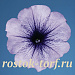 Петуния многоцветковая (Petunia hybrida F1 multiflora) Celebrity Blue Ice, 10 драже