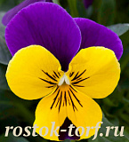 Big pack Виола виттрока (Viola wittrockiana F1) Freefall Purple Wing, 30 семян