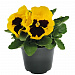 Big pack Виола виттрока (Viola wittrockiana) Inspire® DeluXXe Yellow Blotch, 30 шт