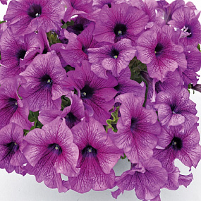 Петуния крупноцветковая (Petunia grandiflora F1) Success! 360° Purple Vein, 5 драже