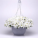 Петуния ампельная (Petunia trayling F1) E3 Easy Wave™ White, 5 драже