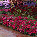Гвоздика (Dianthus chinensis) Coronet™ Cherry Red, 5 драже