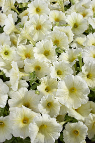 Петуния многоцветковая (Petunia hybrida F1 multiflora) Celebrity Yellow, 10 драже