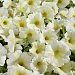 Петуния многоцветковая (Petunia hybrida F1 multiflora) Celebrity Yellow, 10 драже