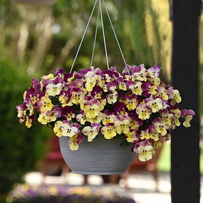 Виола ампельная (Viola trailing F1) Cool Wave Strawberry Swirl, 3 шт семян