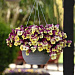 Виола ампельная (Viola trailing F1) Cool Wave Strawberry Swirl, 3 шт семян