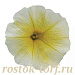 Петуния ампельная (Petunia trayling F1) E3 Easy Wave™ Yellow, 5 драже