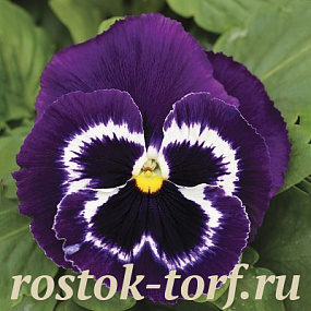 Big pack Виола виттрока (Viola wittrockiana) Mammoth™ Viva La Violet, 30 семян