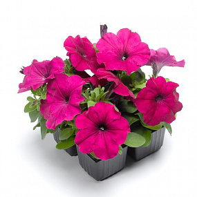 Big pack Петуния многоцветковая (Petunia multiflora) Damask F1 Purple,30 драже