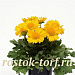 Big pack  Гайллардия крупноцветковая (Gailardia grandiflora) Mesa Yellow, 30 шт очищ. семян