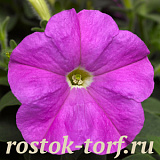 Петуния мелкоцветковая (Petunia milliflora) Picobella Lavender, 5 драже