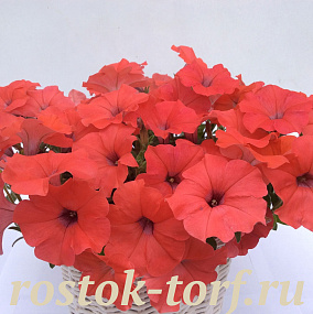 Big pack Петуния многоцветковая Petunia x hybrida My Love (Amore Mio) F1 Orange Red, 30 драже