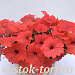 Big pack Петуния многоцветковая Petunia x hybrida My Love (Amore Mio) F1 Orange Red, 30 драже