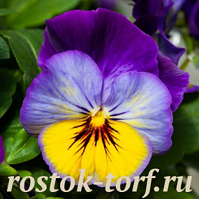 Big pack Виола виттрока (Viola wittrockiana F1) Freefall Morpho, 30 семян