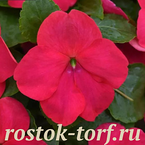 Бальзамин Уоллера (Impatiens walleriana F1) Beacon® Lipstick, 5 обработ шт.