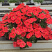 Петуния многоцветковая Petunia x hybrida My Love (Amore Mio) F1 Orange Red, 5 драже
