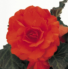 Бегония клубневая (Begonia tuberhybrida) Nonstop Mocca Deep Orange, 5 драже