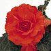 Бегония клубневая (Begonia tuberhybrida) Nonstop Mocca Deep Orange, 5 драже