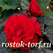 Бегония клубневая (Begonia tuberhybrida) Nonstop Mocca Deep Red, 5 драже