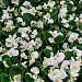 Бегония вечноцветущая Begonia semperflorens Super Cool White, 10 драже