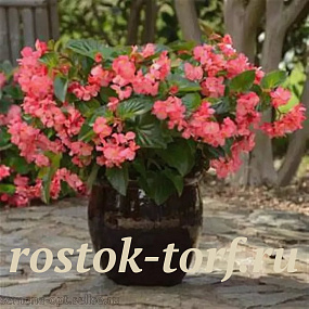 Бегония гибридная (Begonia interspecific) Megawatt Rose Green Leaf, 3 драже