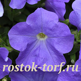 Петуния ампельная (Petunia trayling F1) E3 Easy Wave™ Sky Blue, 5 драже