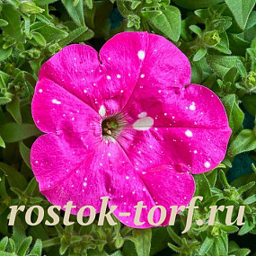 Петуния многоцветковая (Petunia multiflora) Dot Star F1 Deep Pink, 5 драже