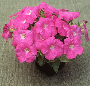 Петуния каскадная (Petunia trayling F1) Trilogy Rose, 5 драже