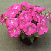 Петуния каскадная (Petunia trayling F1) Trilogy Rose, 5 драже